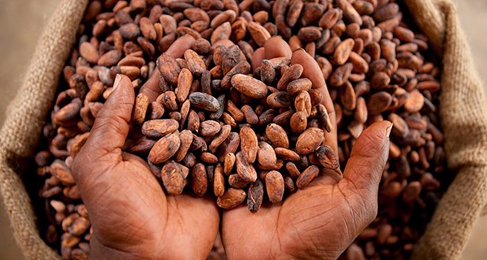 Cocoa beans cover photo